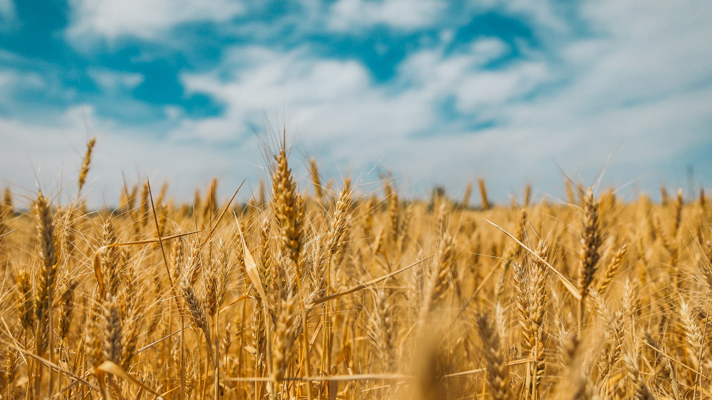 A field of wheat under blue sky